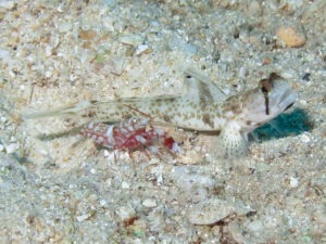 Tomiyamichthys oni Monster Shrimpgoby with Tiger Shrimp Alpheus bellulus