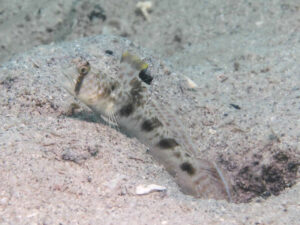 Tomiyamichthys russus Ocellated Shrimpgoby