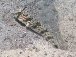 Tomiyamichthys russus Ocellated Shrimpgoby