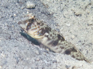 Tomiyamichthys russus Ocellated Shrimpgoby