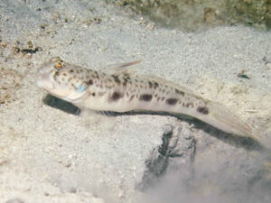 Tomiyamichthys russus Ocellated Shrimpgoby