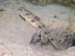 Tomiyamichthys russus Ocellated Shrimpgoby