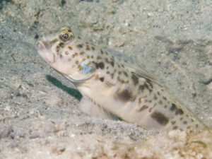 Tomiyamichthys russus Ocellated Shrimpgoby