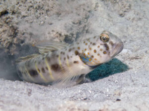 Tomiyamichthys russus Ocellated Shrimpgoby