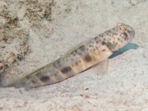 Tomiyamichthys russus Ocellated Shrimpgoby