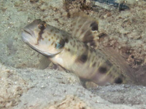 Tomiyamichthys russus Ocellated Shrimpgoby