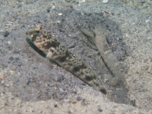 Tomiyamichthys russus Ocellated Shrimpgoby with Diagonal Barred Shrimp Alpheus rapacida