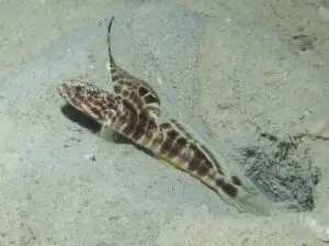 Tomiyamichthys smithi Smith’s Shrimpgoby