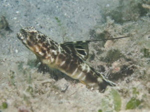 Tomiyamichthys smithi Smith’s Shrimpgoby