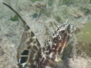 Tomiyamichthys smithi Smith’s Shrimpgoby