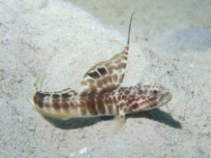 Tomiyamichthys smithi Smith’s Shrimpgoby