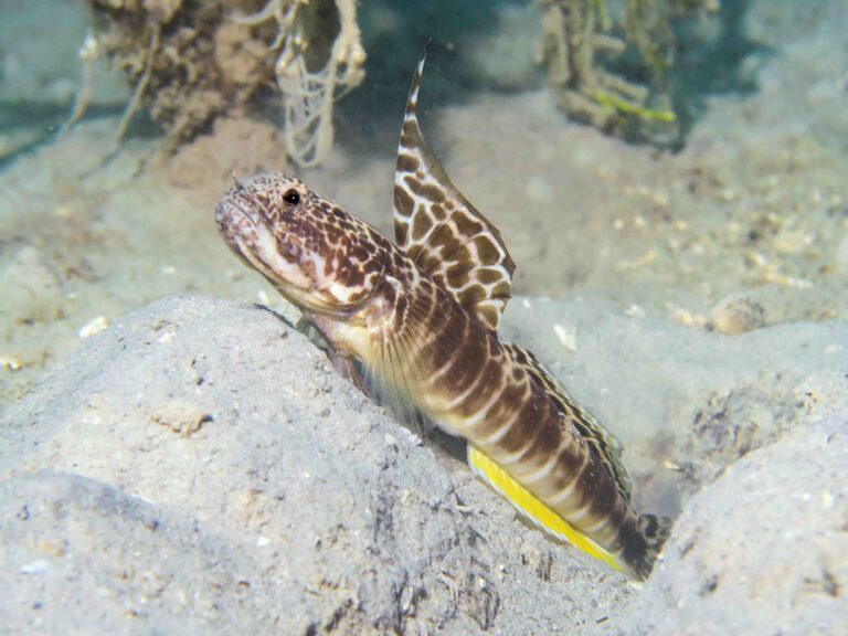 Tomiyamichthys smithi Smith’s Shrimpgoby