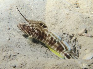 Tomiyamichthys smithi Smith’s Shrimpgoby