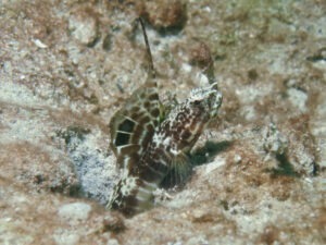 Tomiyamichthys smithi Smith’s Shrimpgoby