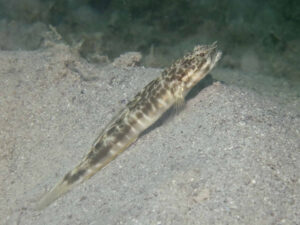 Tomiyamichthys smithi Smith’s Shrimpgoby