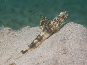 Tomiyamichthys smithi Smith’s Shrimpgoby