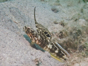 Tomiyamichthys smithi Smith’s Shrimpgoby