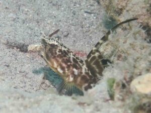 Tomiyamichthys smithi Smith’s Shrimpgoby