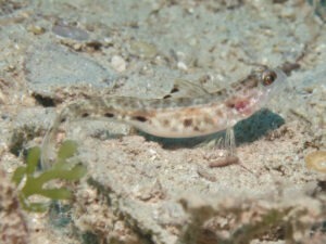 Tomiyamichthys tanyspilus Longspot Shrimpgoby