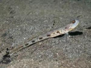 Tomiyamichthys tanyspilus Longspot Shrimpgoby