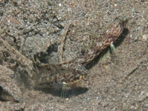 Lanceolate Shrimpgoby Tomiyamichthys lanceolatus