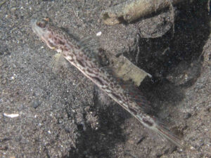 Lanceolate Shrimpgoby Tomiyamichthys lanceolatus