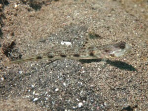 Tomiyamichthys tanyspilus Longspot Shrimpgoby