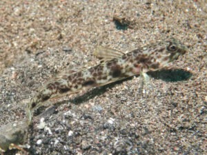 Tomiyamichthys tanyspilus Longspot Shrimpgoby