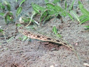 Longspot Shrimpgoby Tomiyamichthys tanyspilus