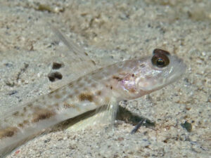 Tomiyamichthys tanyspilus Longspot Shrimpgoby