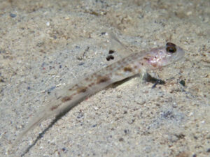 Tomiyamichthys tanyspilus Longspot Shrimpgoby