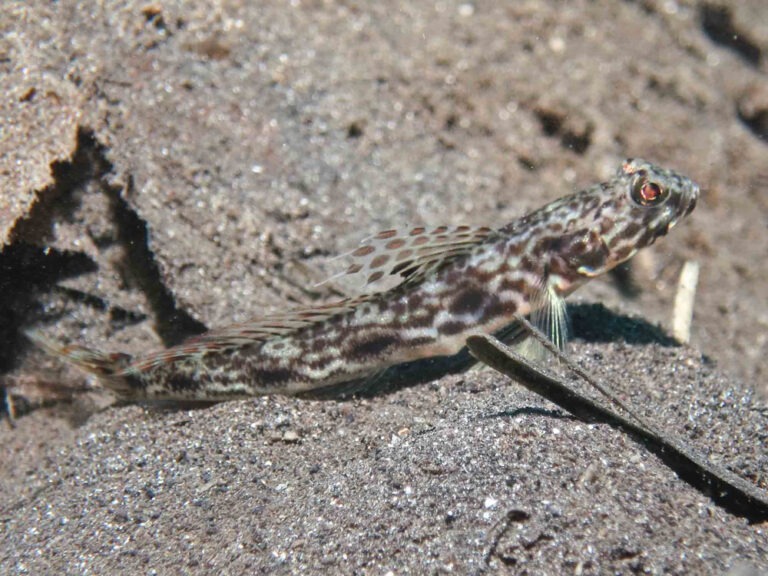 Lanceolate Shrimpgoby Tomiyamichthys lanceolatus