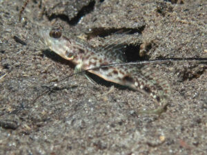 Lanceolate Shrimpgoby Tomiyamichthys lanceolatus