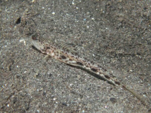 Lanceolate Shrimpgoby Tomiyamichthys lanceolatus