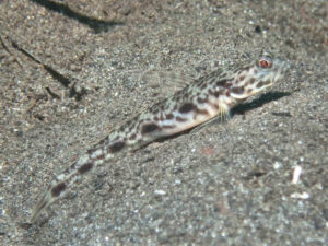 Lanceolate Shrimpgoby Tomiyamichthys lanceolatus