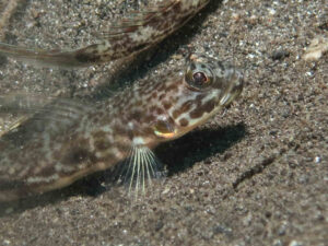 Lanceolate Shrimpgoby Tomiyamichthys lanceolatus