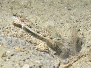 Tomiyamichthys tanyspilus Longspot Shrimpgoby with Diagonal Barred Shrimp Alpheus rapacida