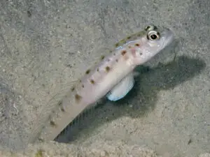 Vanderhorstia ambanoro Twinspot Shrimpgoby