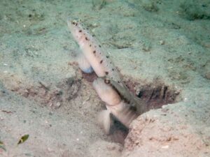 Vanderhorstia ambanoro Twinspot Shrimpgoby