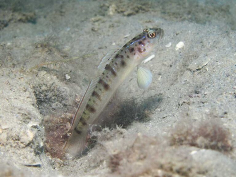 Vanderhorstia ambanoro Twinspot Shrimpgoby