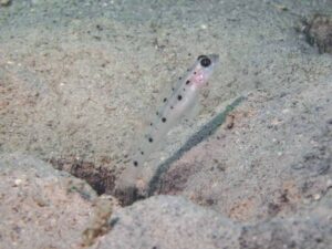 Vanderhorstia ambanoro Twinspot Shrimpgoby