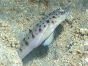 Vanderhorstia ambanoro Twinspot Shrimpgoby