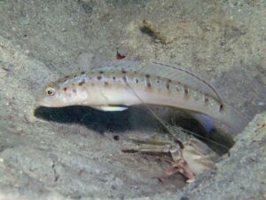 Vanderhorstia ambanoro Twinspot Shrimpgoby