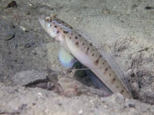 Vanderhorstia ambanoro Twinspot Shrimpgoby