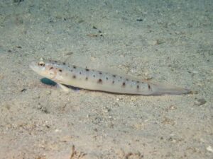 Vanderhorstia ambanoro Twinspot Shrimpgoby