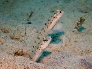 Vanderhorstia ambanoro Twinspot Shrimpgoby