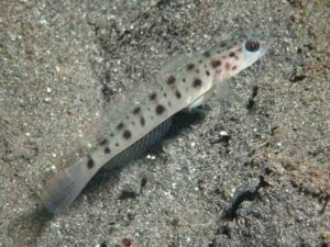 Vanderhorstia ambanoro Twinspot Shrimpgoby