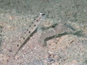 Vanderhorstia ambanoro Twinspot Shrimpgoby with Diagonal Barred Shrimp Alpheus rapacida