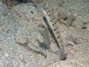 Vanderhorstia ambanoro Twinspot Shrimpgoby with Mottled Spot-tail Shrimp Alpheus species 7