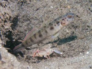 Vanderhorstia ambanoro Twinspot Shrimpgoby with Pigpen Shrimp Alpheus rapacida